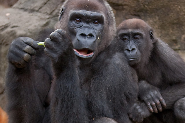 Ученые представили список животных, подверженных COVID-19